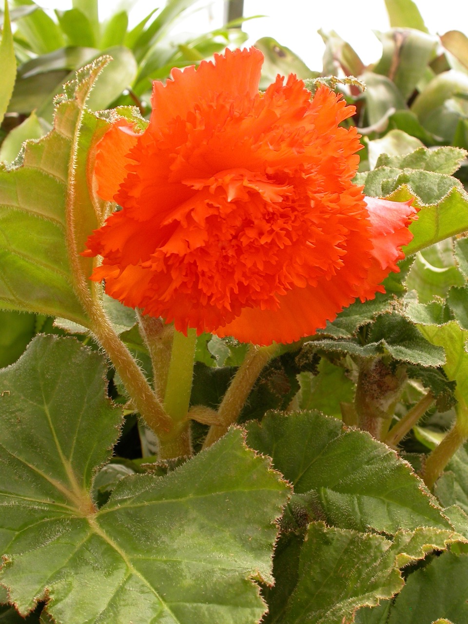 B. ‘Heather’